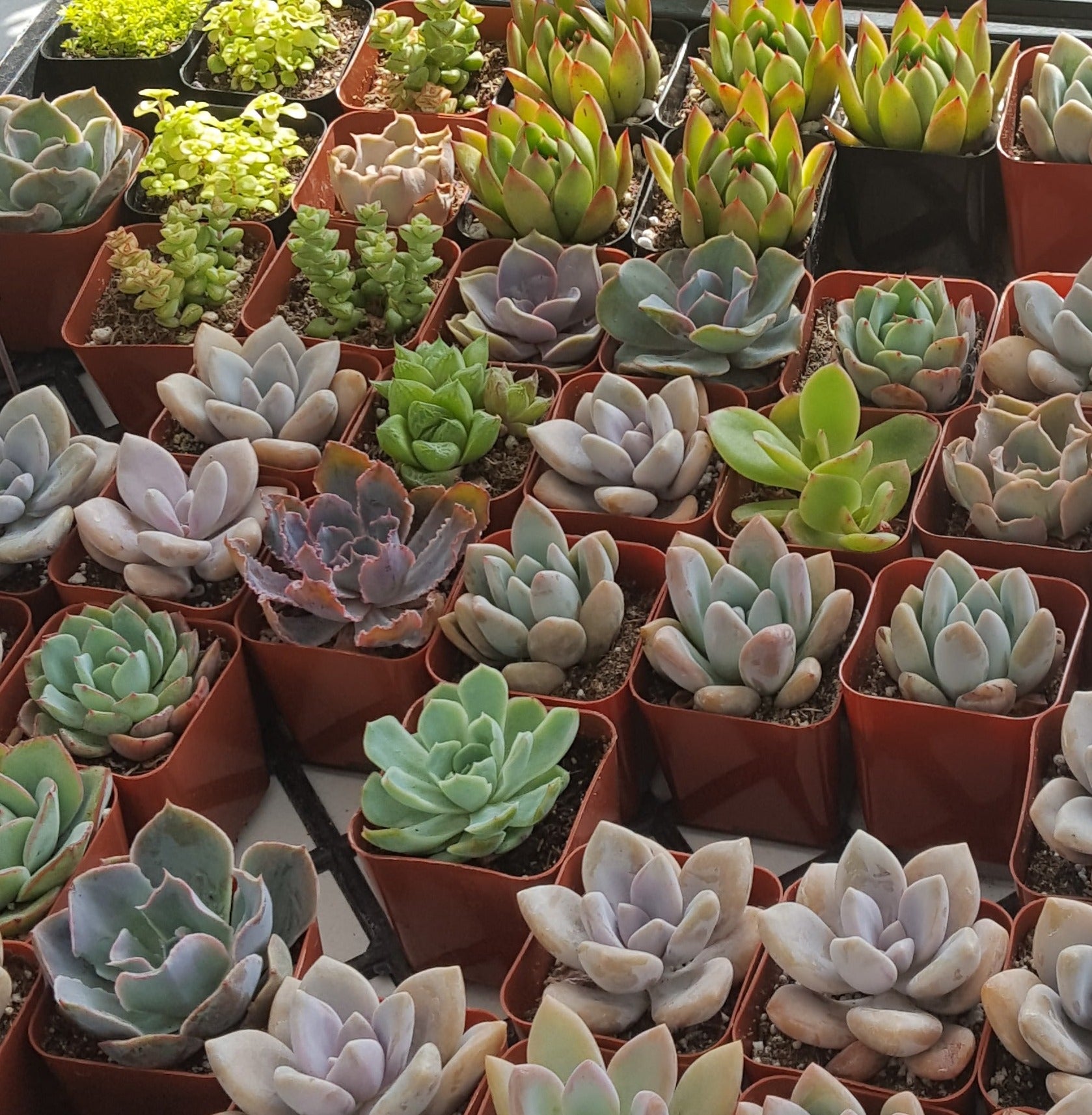 succulent subscription Succulent Monthly Subscription: Mixed Variety Box – Gift A Succulent