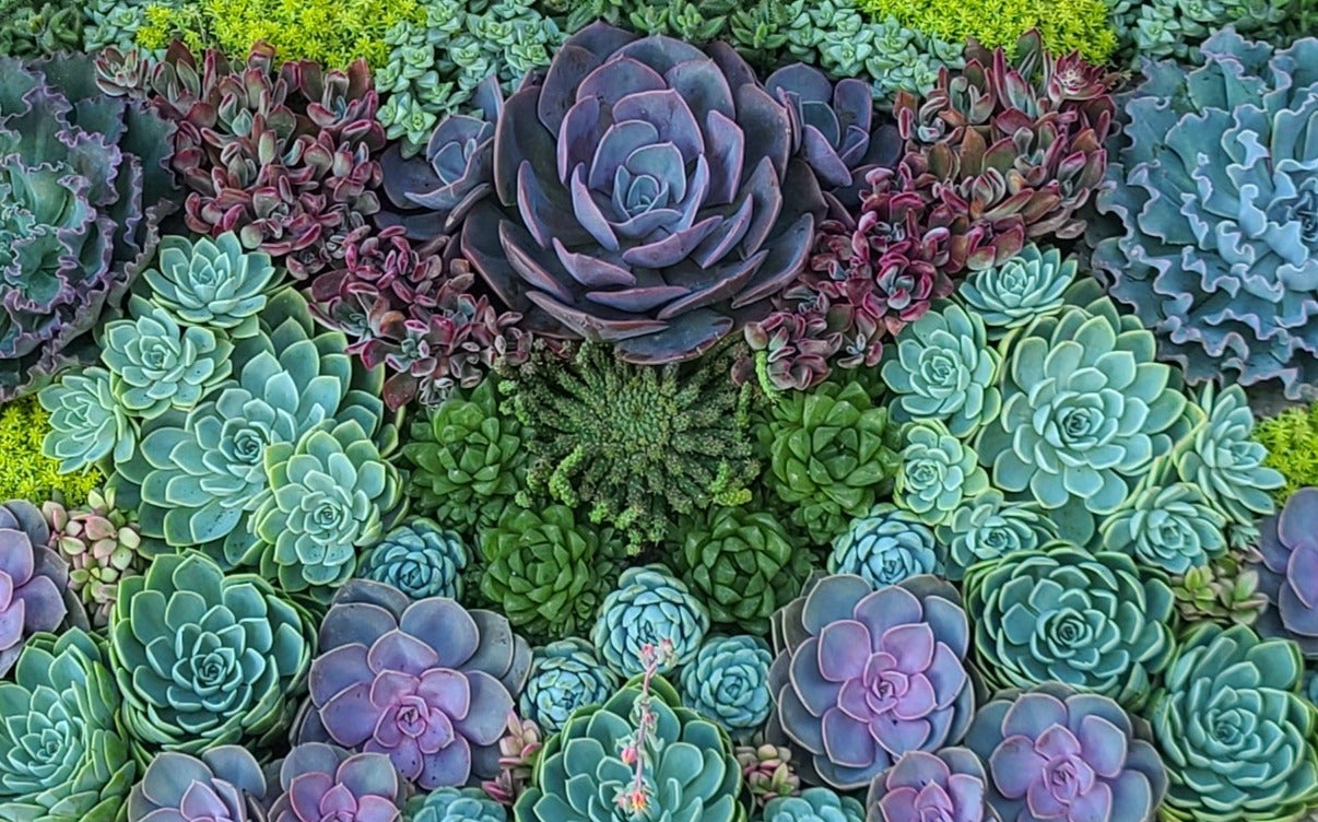 Succulent Monthly Subscription: Echeveria Rosette Box