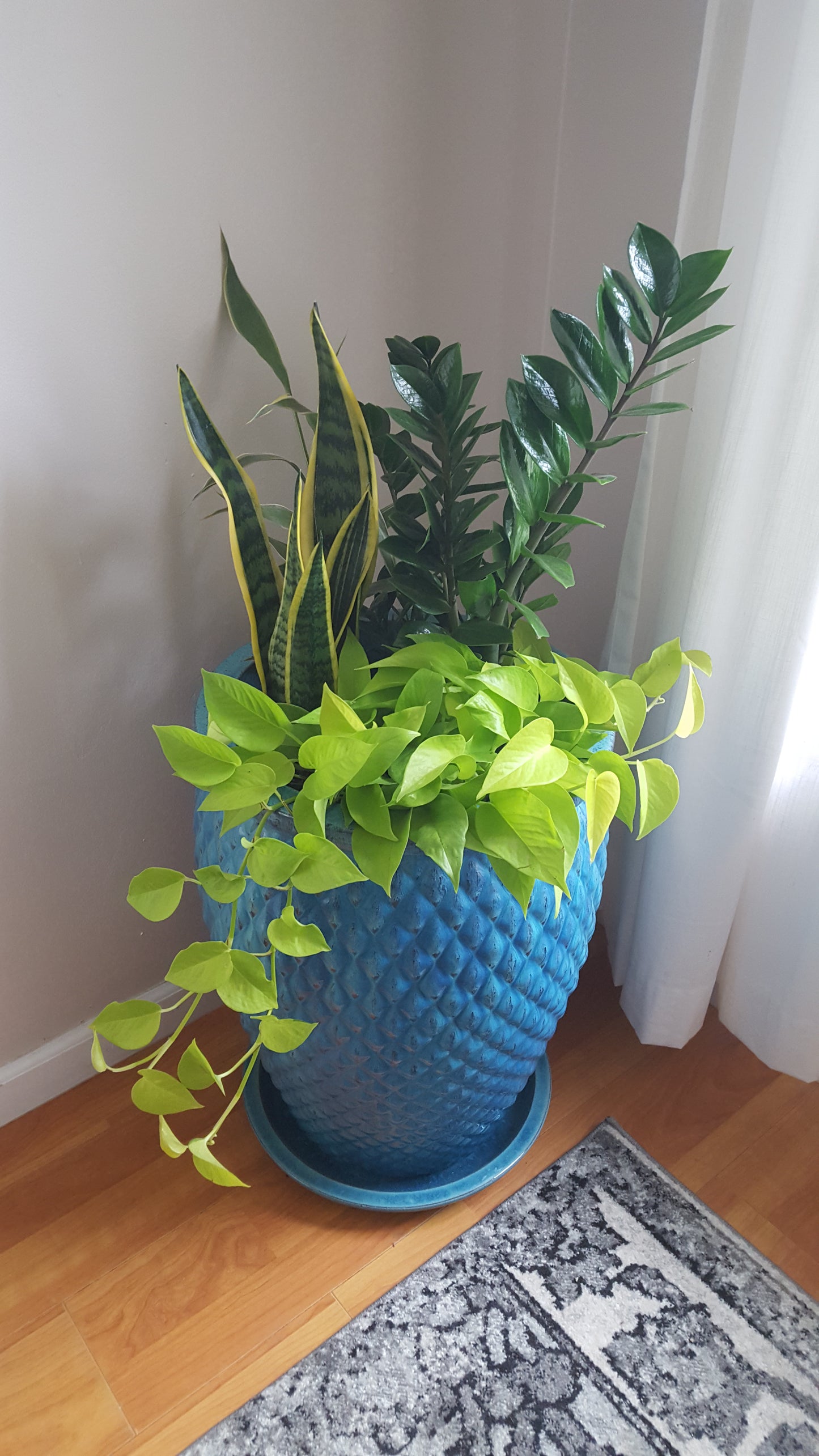 Indoor Plant Combo Design
