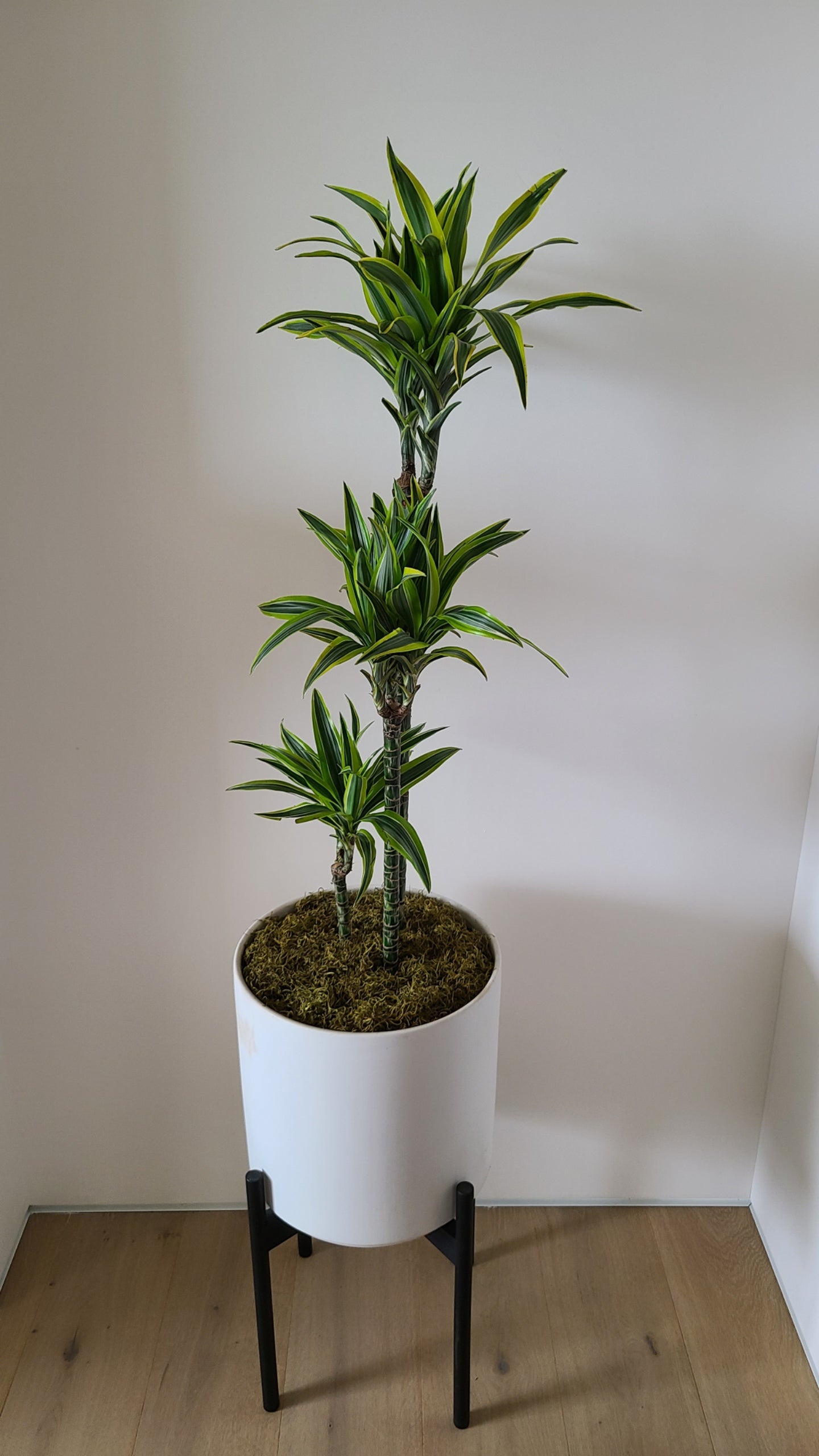 Dracaena Plant