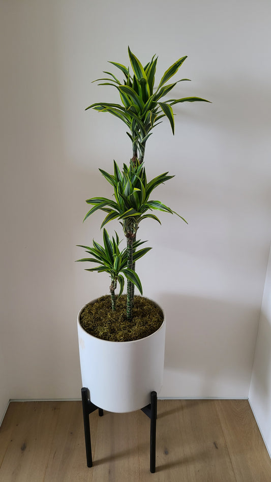 Dracaena Plant